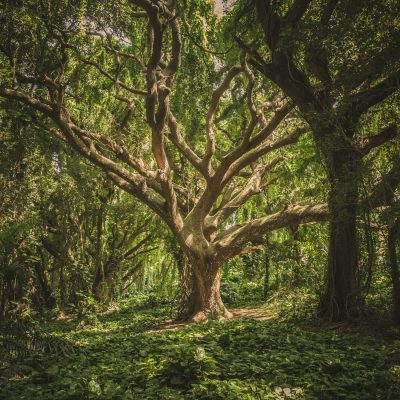 baum Yggdrasil